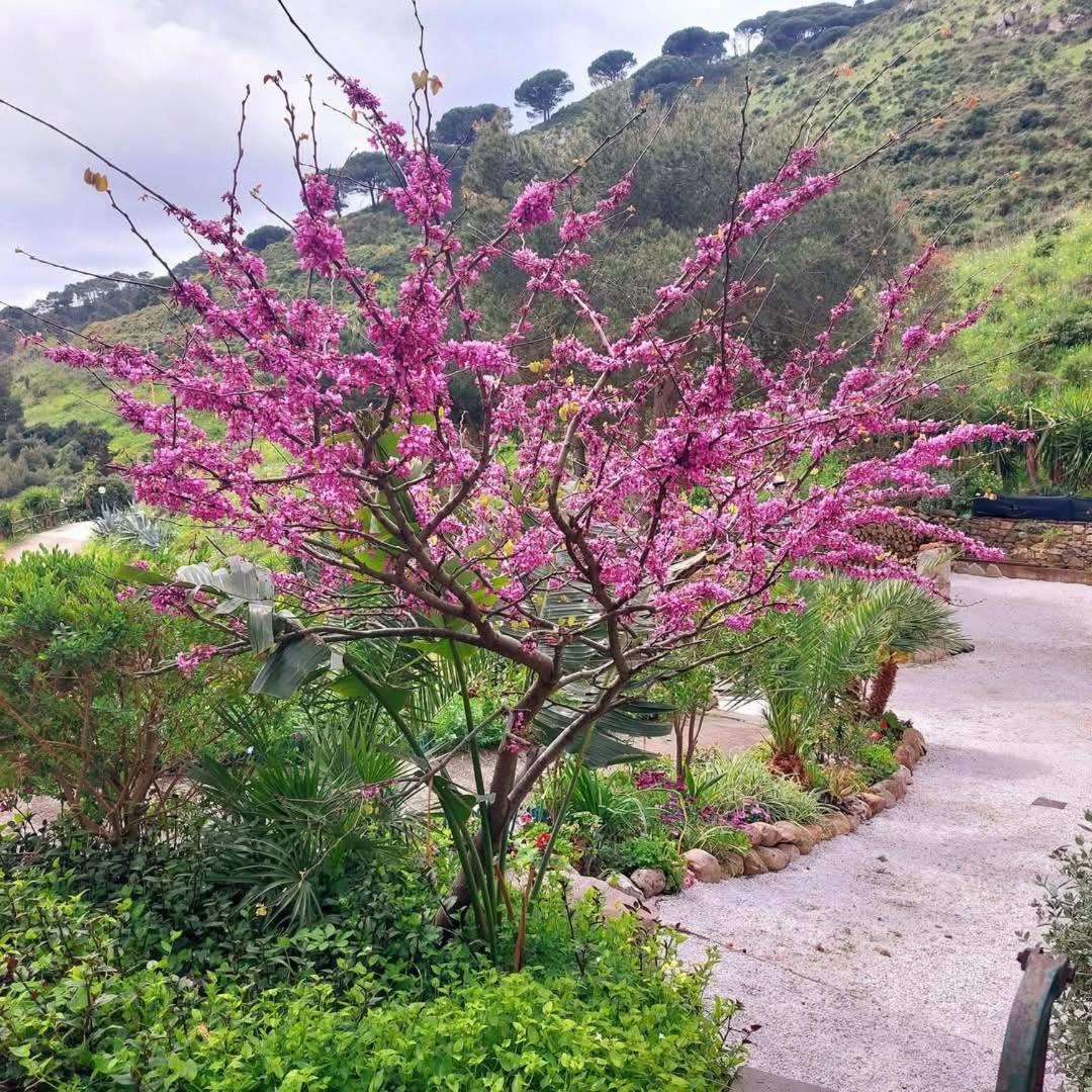 Villetta Dei Fichi D'India Rio dellʼElba Zewnętrze zdjęcie